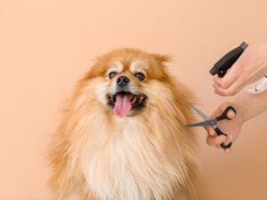 10 Budget-Friendly Dog Grooming Tools