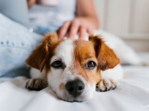 The Ultimate Guide to Pet Wellness Clinics: Ensuring Your Furry Friend’s Health