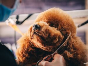 Last Chance Animal Rescue: A Lifeline for the Unwanted