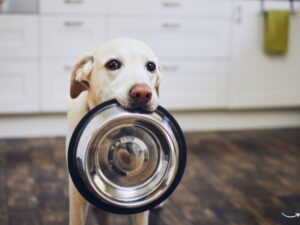 Walmart Pet Food: A Comprehensive Guide to Quality and Convenience