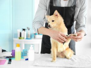 Pet Grooming in Aurora: Keeping Your Furry Friends Fresh and Happy