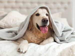 Why Treadmill Training is the Perfect Addition to Dog Training in Los Angeles