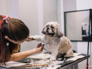 Pet Grooming Sydney: A Comprehensive Guide to Keeping Your Pet Pristine