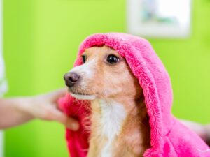 Love Pet Grooming: Ensuring Your Furry Friend is Pampered with Care