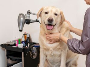 Gazelle Animal: Nature’s Graceful Sprinter - Animal Worth