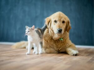 Orange County Animal Shelter: Your Guide to Adoption and Care