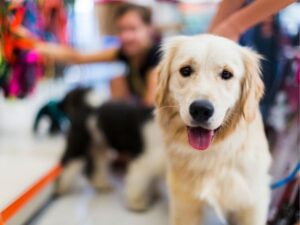 Animal Rescue: A Lifesaving Mission