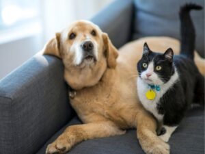 The Ultimate Guide to Pet Grooming: Keeping Your Furry Friend Happy and Healthy
