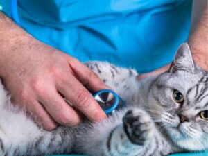 Animal Emergency Hospital: Your Guide to Critical Pet Care
