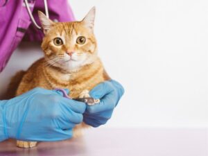 Canadian Pet Care Reviews: Honest Insights for Pet Owners Across the Country