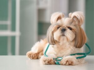 Best Friends Animal Hospital: Everything You Need to Know