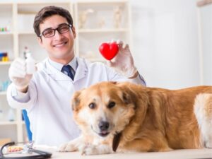 Emergency Animal Hospital: A Comprehensive Guide to Urgent Pet Care