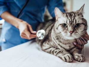 Real-Life Pet Care Experience Examples That Will Inspire Your Journey as a Pet Owner
