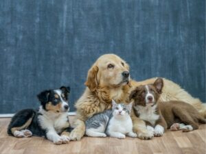 Animal Urgent Care of Bentonville: Providing Immediate and Compassionate Veterinary Services