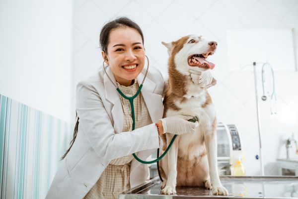 how to boost pet immunity