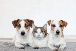 Vegetarian Diet for Dogs – Complete Guide for Pet Owners