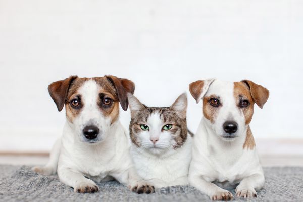 Vegetarian diet for dogs