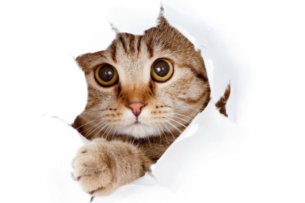 why do cats like earwax