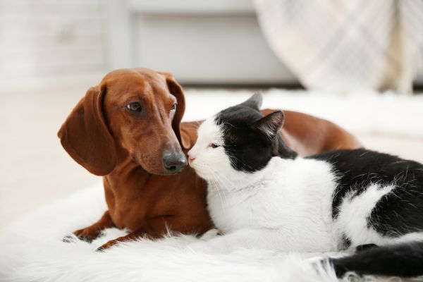 indoor cat breeds