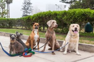 Best Dog Breeds for Cold Climates