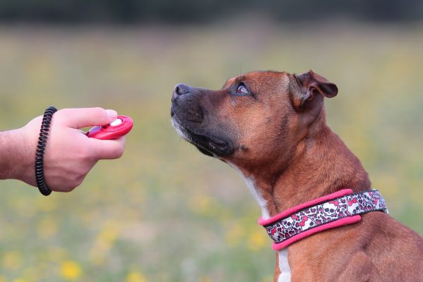 clicker training basics