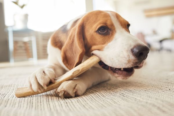 how to stop chewing behavior