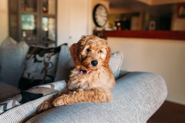 Pet-friendly vacation ideas