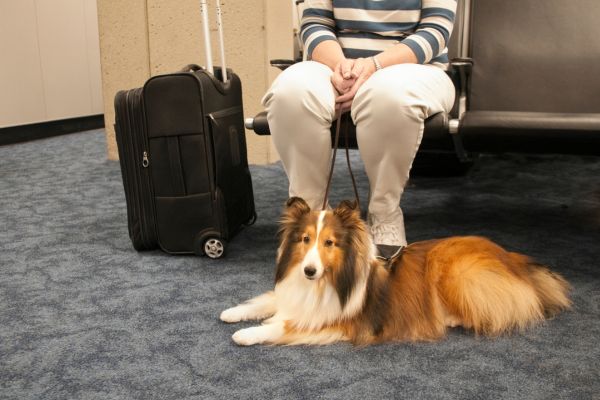 Pet boarding safety tips