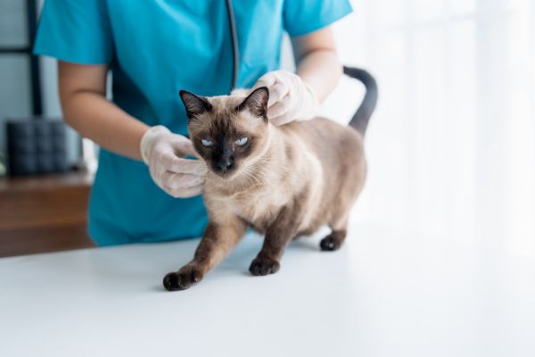 average vet visit cost