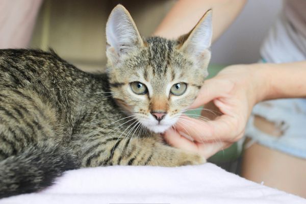 best enclosures for reptiles