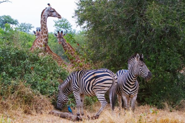Wildlife conservation facts