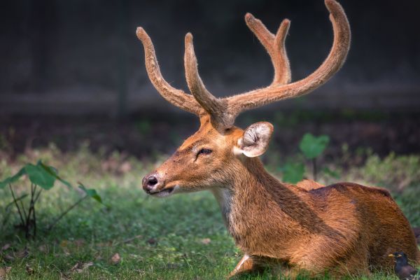 Wildlife sanctuaries