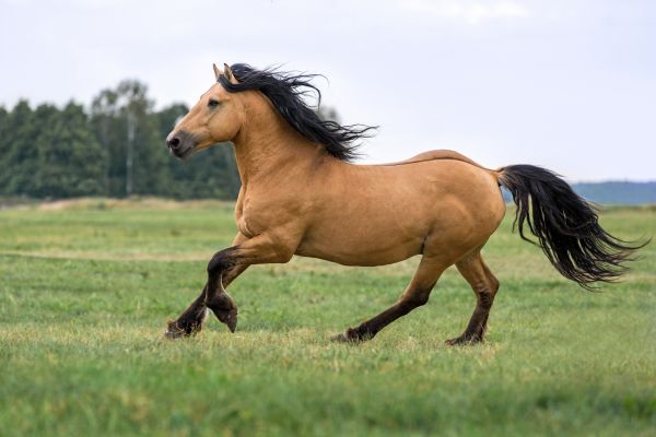 horse nutrition for working animals