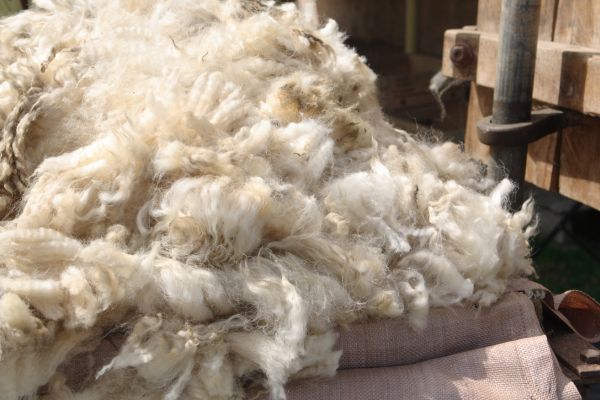 sheep wool quality improvement