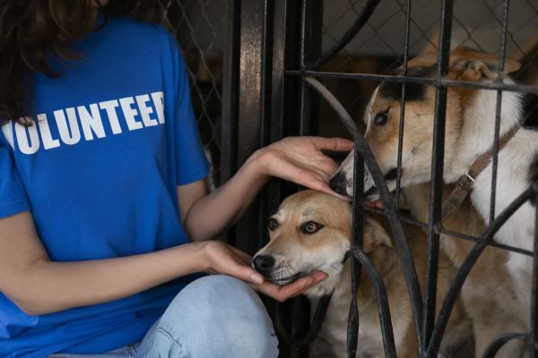 adoption process at animal shelters