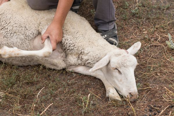 Ethical treatment of animals