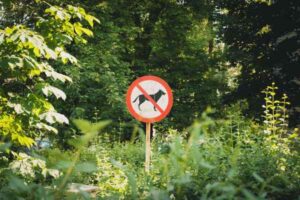 Signs of Joint Pain in Dogs and When to See a Vet