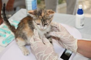 Cat Vaccination Schedule by Age: Complete 2026 Guide