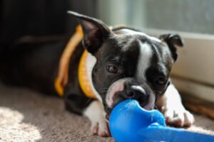 20 Dog Enrichment Activities You Can Do at Home