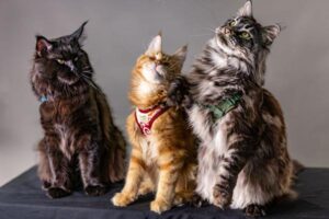 Maine Coon Cat Breed Guide: Size, Temperament, and Care