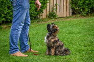 7 Basic Obedience Commands Every Dog Should Know