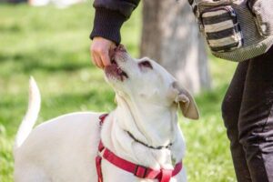 Positive Reinforcement Dog Training: How It Works