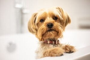 How Often Should You Bathe a Dog? Vet Guidelines