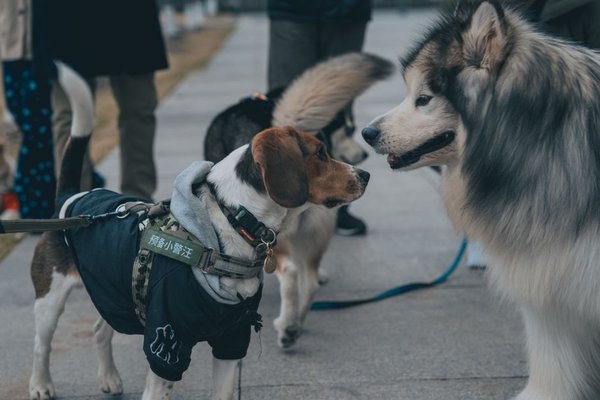 how to socialize a reactive dog