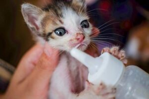 Kitten Feeding Schedule by Age: Complete Guide