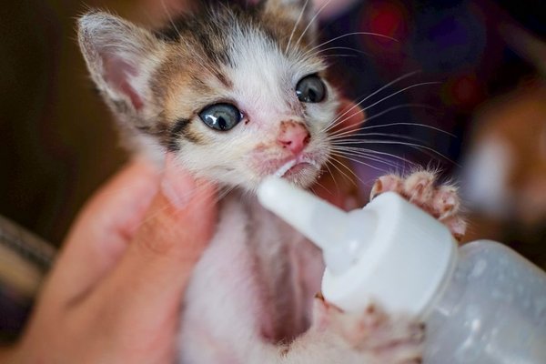 kitten feeding schedule by age