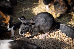 Guinea Pig Vitamin C: Daily Needs and Best Sources