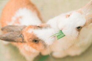 What Vegetables Can Rabbits Eat Safely Every Day?