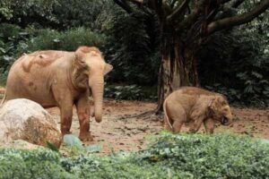 African Elephant vs. Asian Elephant: Key Differences Explained