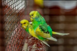 Budgie Care for Beginners: A Complete Starter Guide